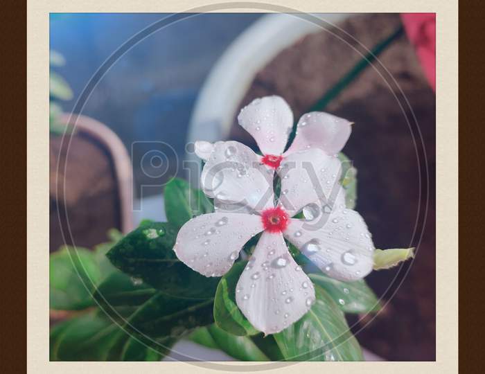 White flower on Splashes of water