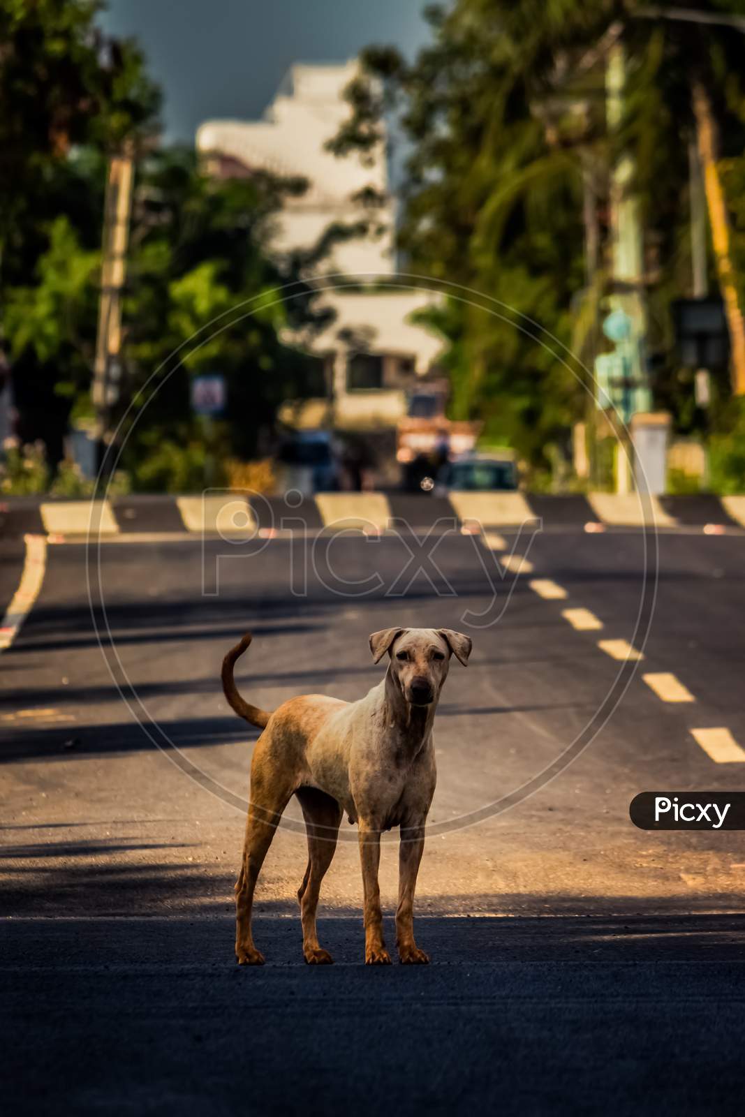 Adult Street Dog Sitting In The Middle Of Busy City Street. Stray Dog On Center Of The Street Isolated Street Road Background.