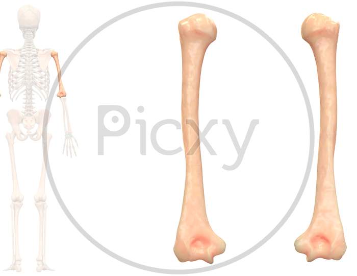 Human Skeleton System Humerus Bone Joints Anatomy Posterior View