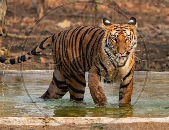 A Royal Bengal Tiger coming out from a pond in a forest