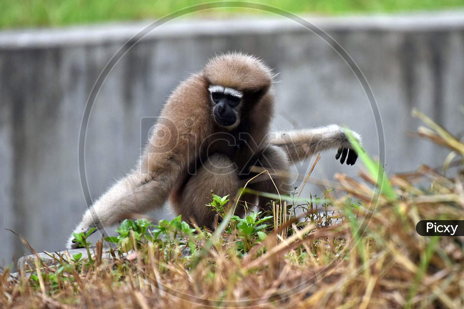 A Hoolock Gibbon pictured inside The Enclosure At The Assam State Zoo Cum Botanical Garden In Guwahati