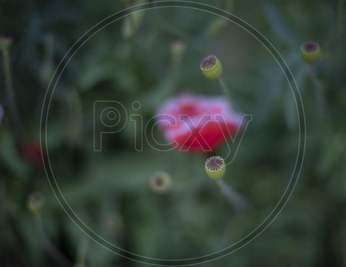 Blurred image of a fresh red wild flower and buds planted in a garden in green leafy background. Indian flowers.