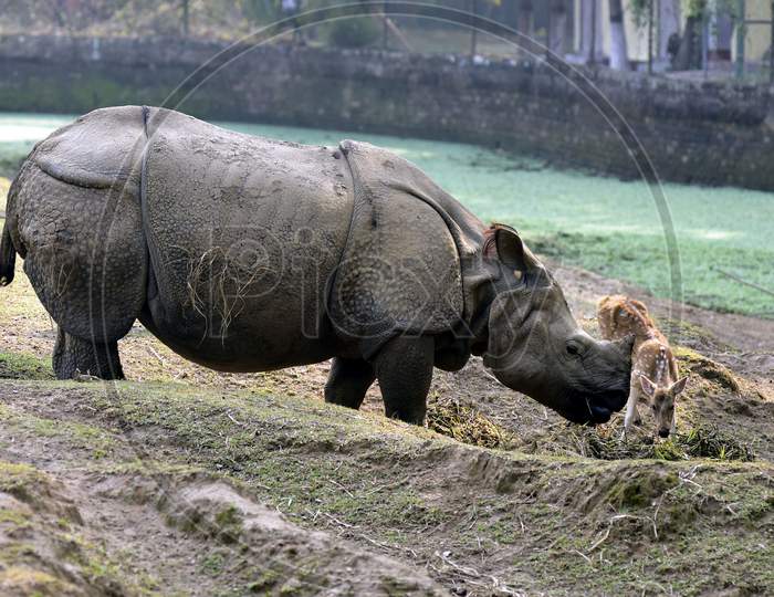 A One Horned  Rhino At  Assam State Zoo ,Guwahati