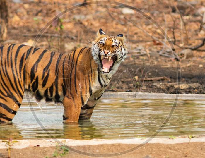 A Royal Bengal Tiger roaring in a pond