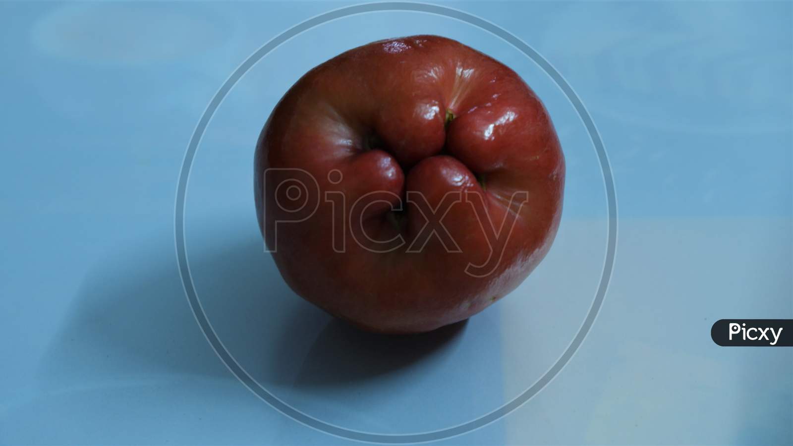beautiful red rose apple in white background