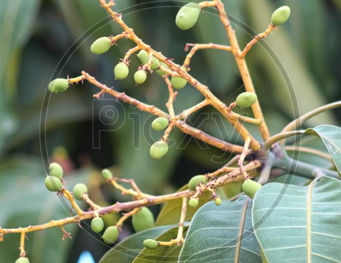Mango tree fruit