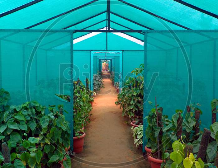 Potted Plants kept under netted shade cloth in a Nursery