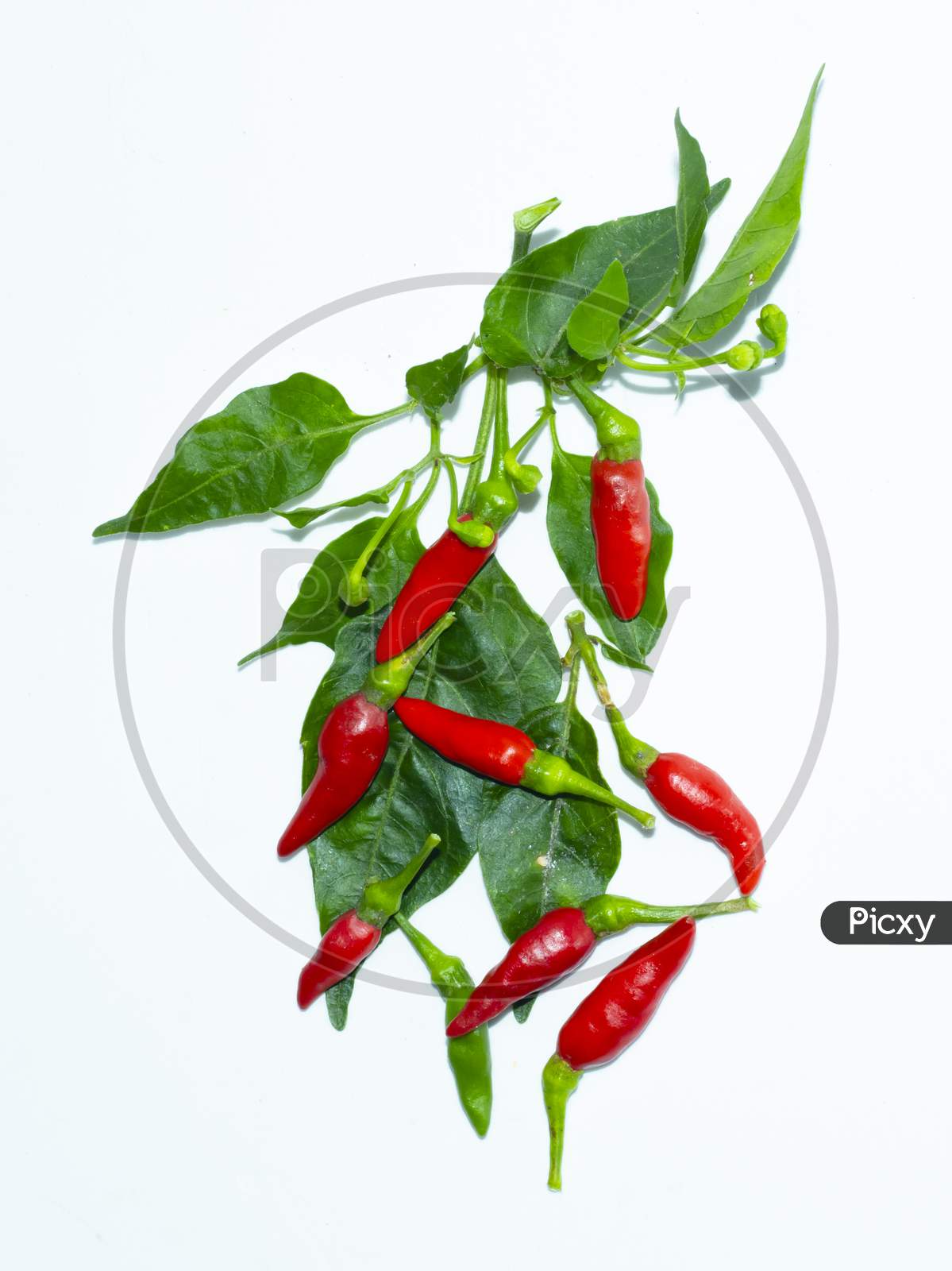red hot chilli pepper