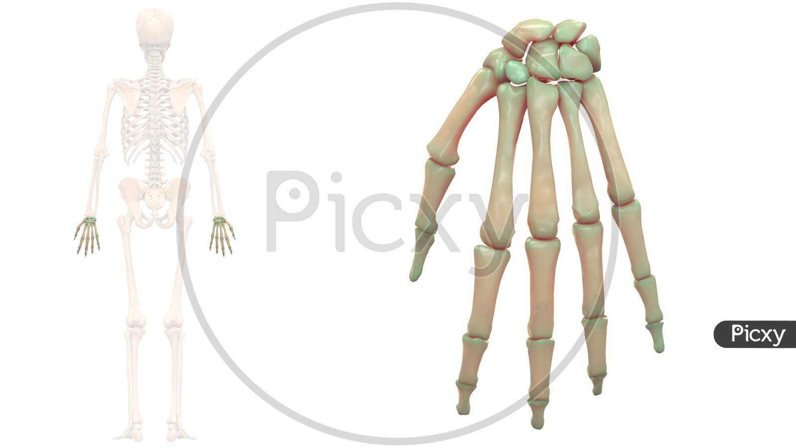 Human Skeleton System Palm Hand Bone Joints Anatomy Posterior View