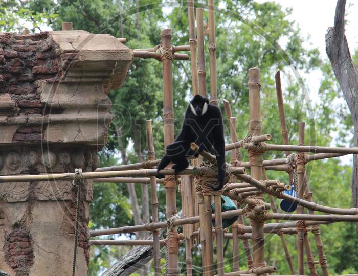 monkey sitting on railings