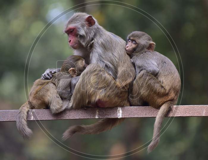 Monkeys  At  Assam State Zoo ,Guwahati
