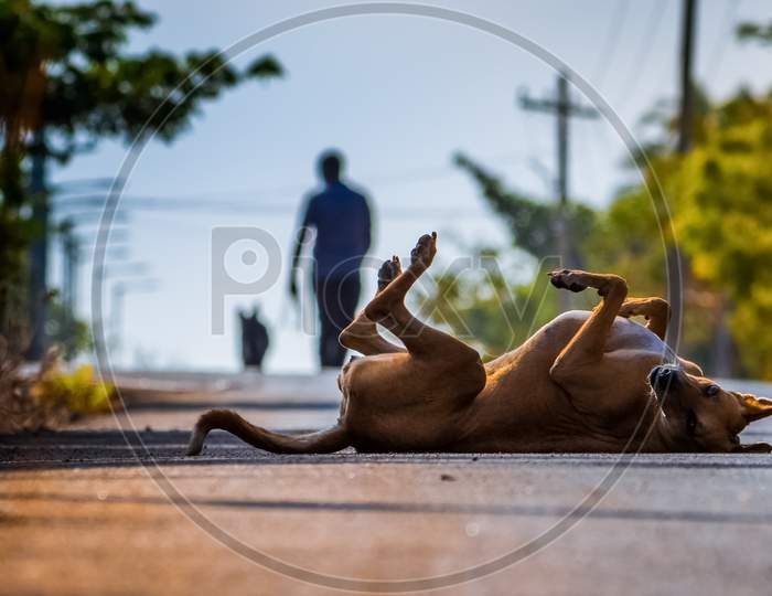 Street Dog Feels Freedom To Play Rolling In The Middle Of Busy City Street With People Walking Background.