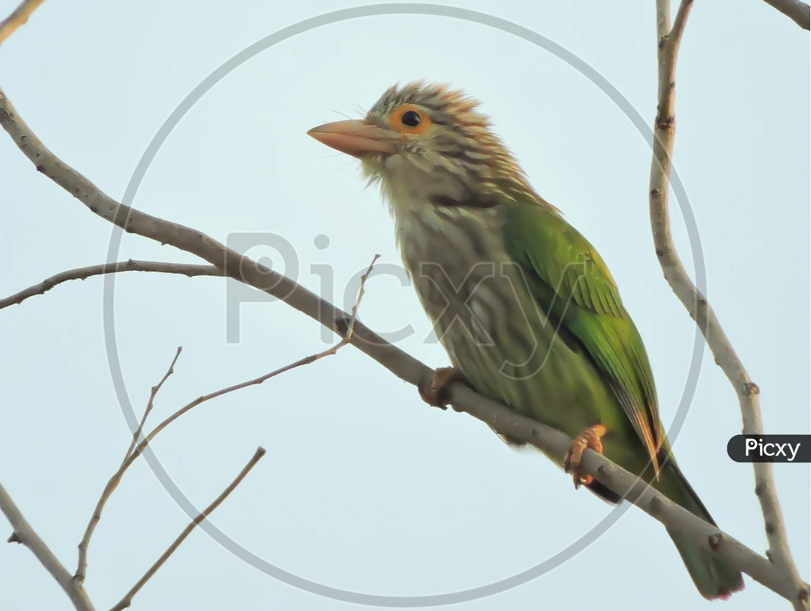 Lineated barbet