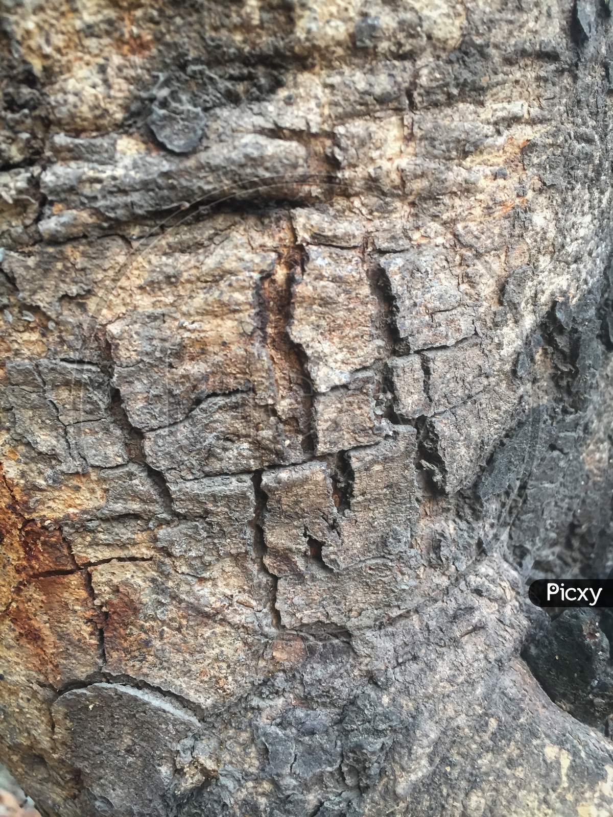 India - May 09, 2020: closeup of a tree wooden texture, bark of a tree