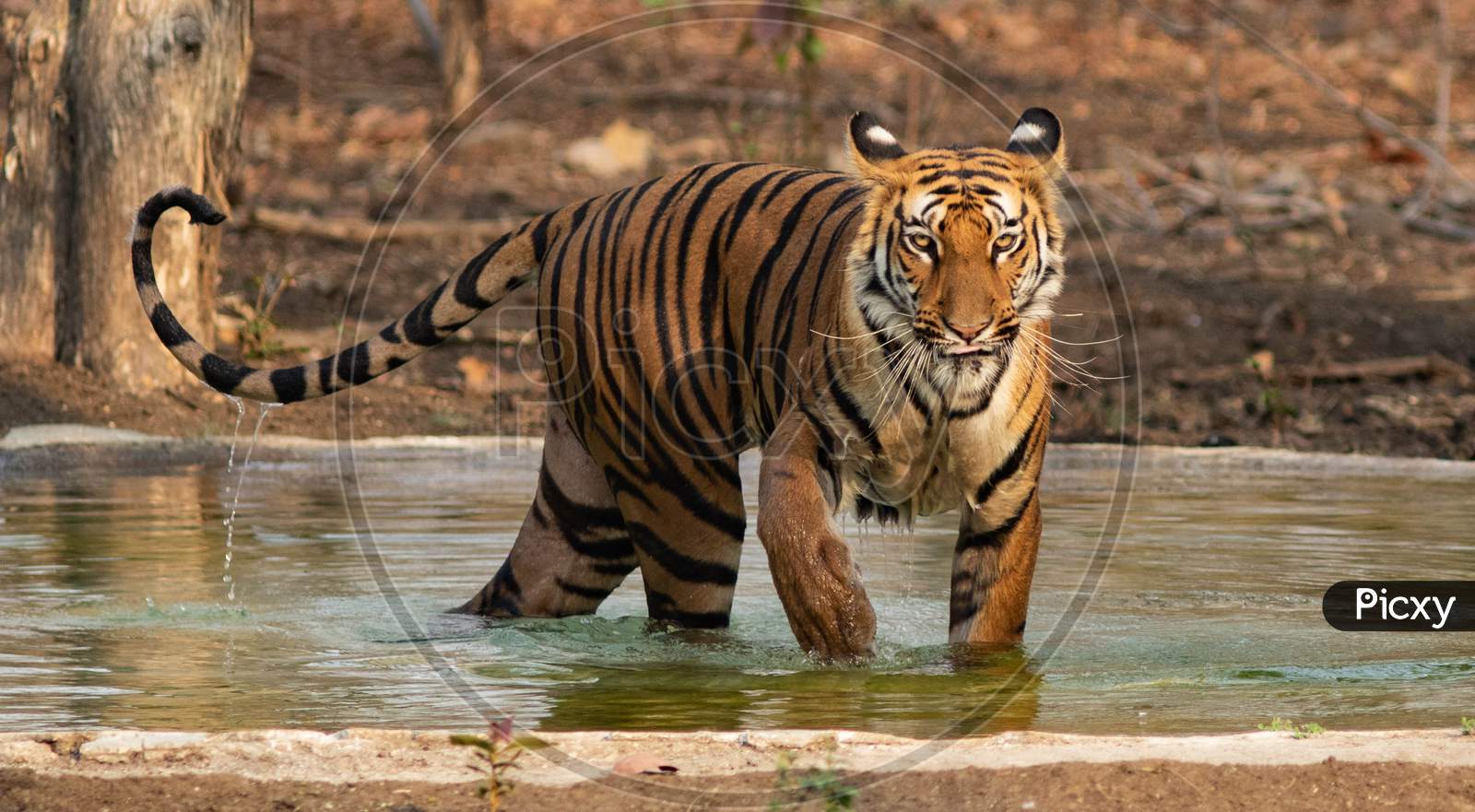 A Royal Bengal Tiger coming out from a pond in a forest