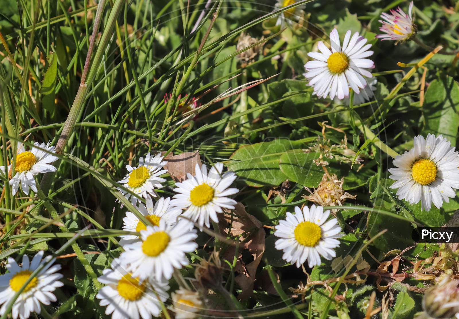 Close up view on a meadow with lots of daisy flowers on a sunny day