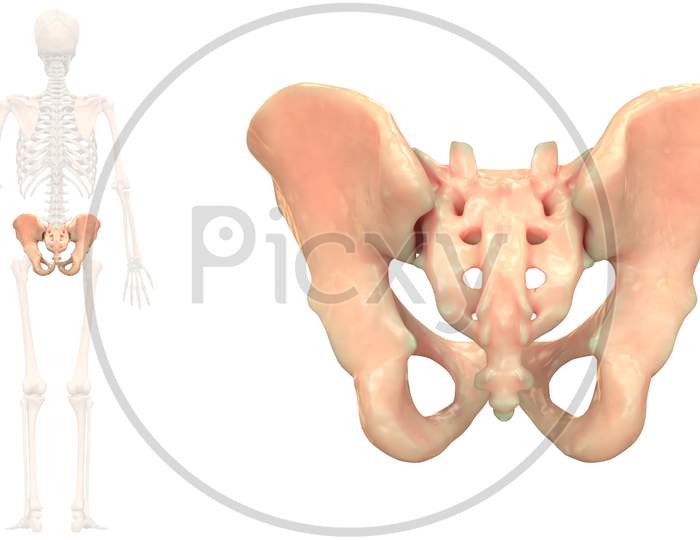 Human Skeleton System Pelvis Bone Joints Anatomy Posterior View