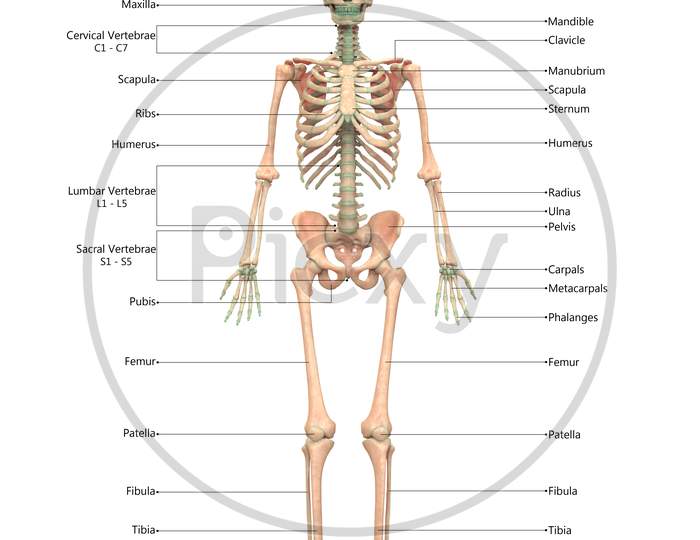 Human Skeleton System Bone Joints Described with labels Anatomy Anterior View