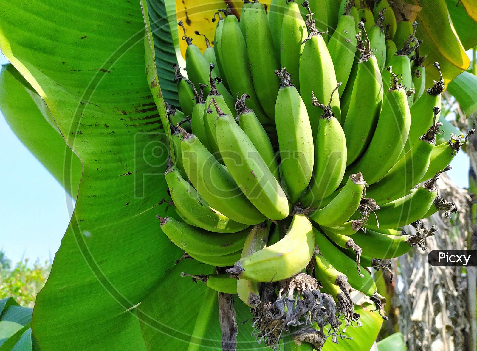 Cluster of plantains of Indian garden.