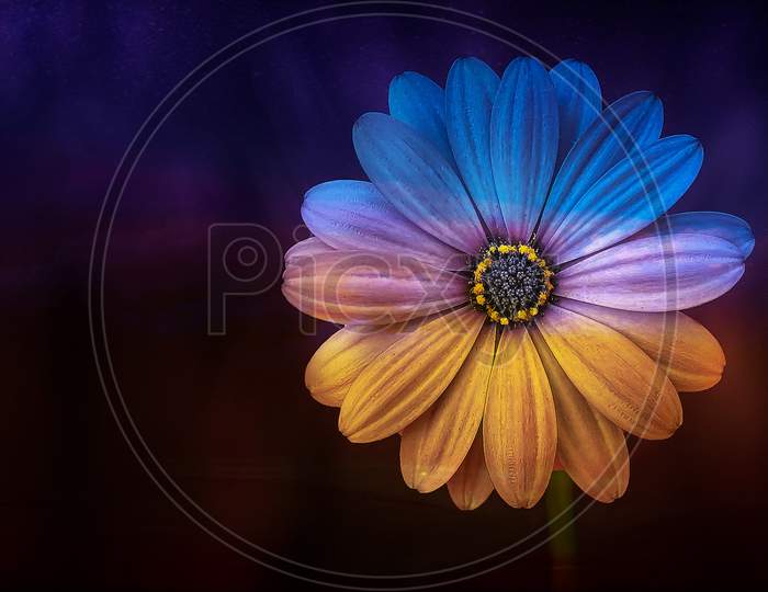 Blue and yellow flower with black background