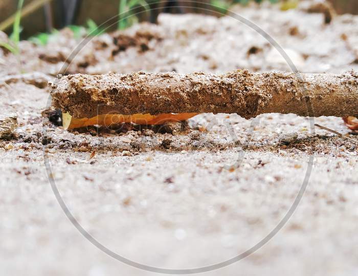 The beautiful pic of wooden stick lying  on the ground which fully  coverd by  mud