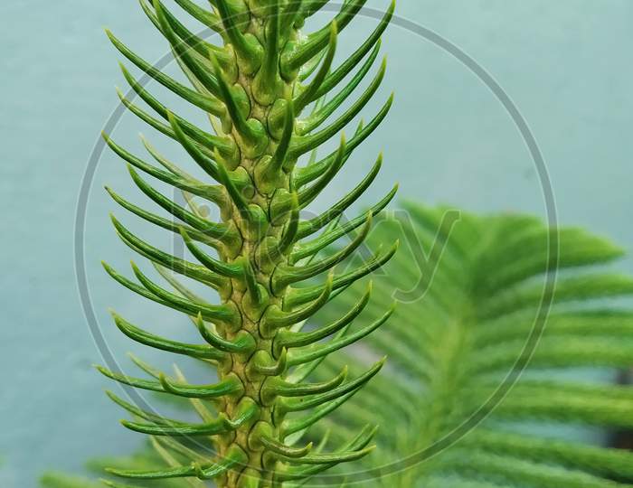 Beautiful pic of spiny stem with  blur background