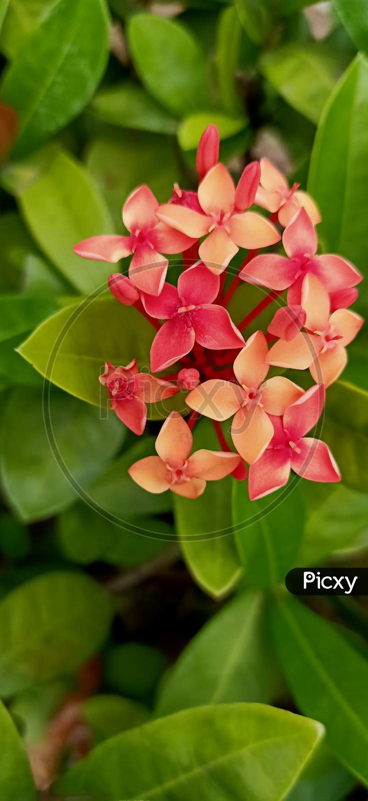Botany flower