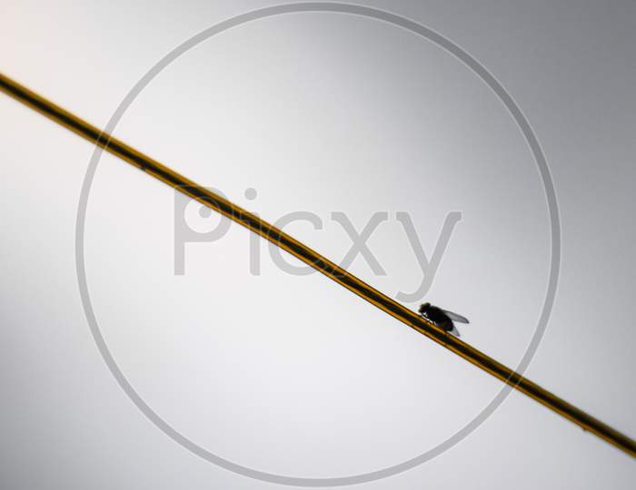 A house fly in a string