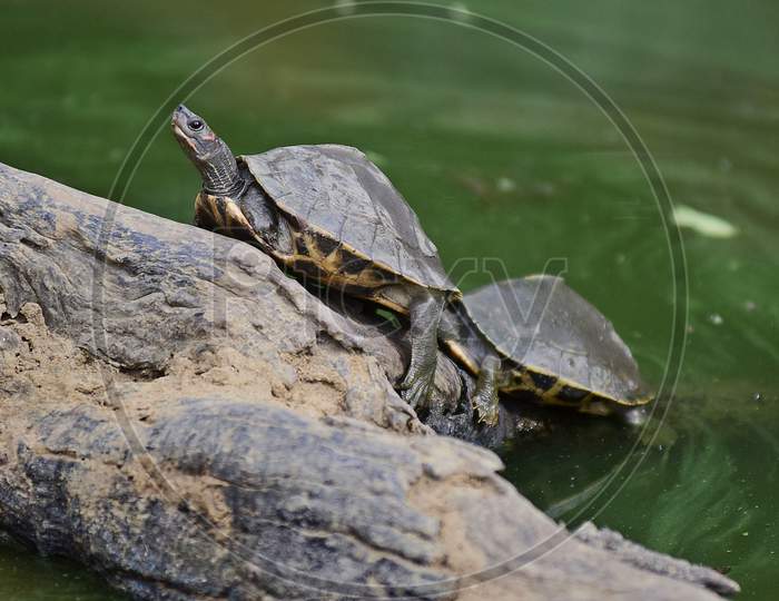 Turtles Basking In The Morning Sun At Assam State Zoo Cum Botanical Garden In Guwahati