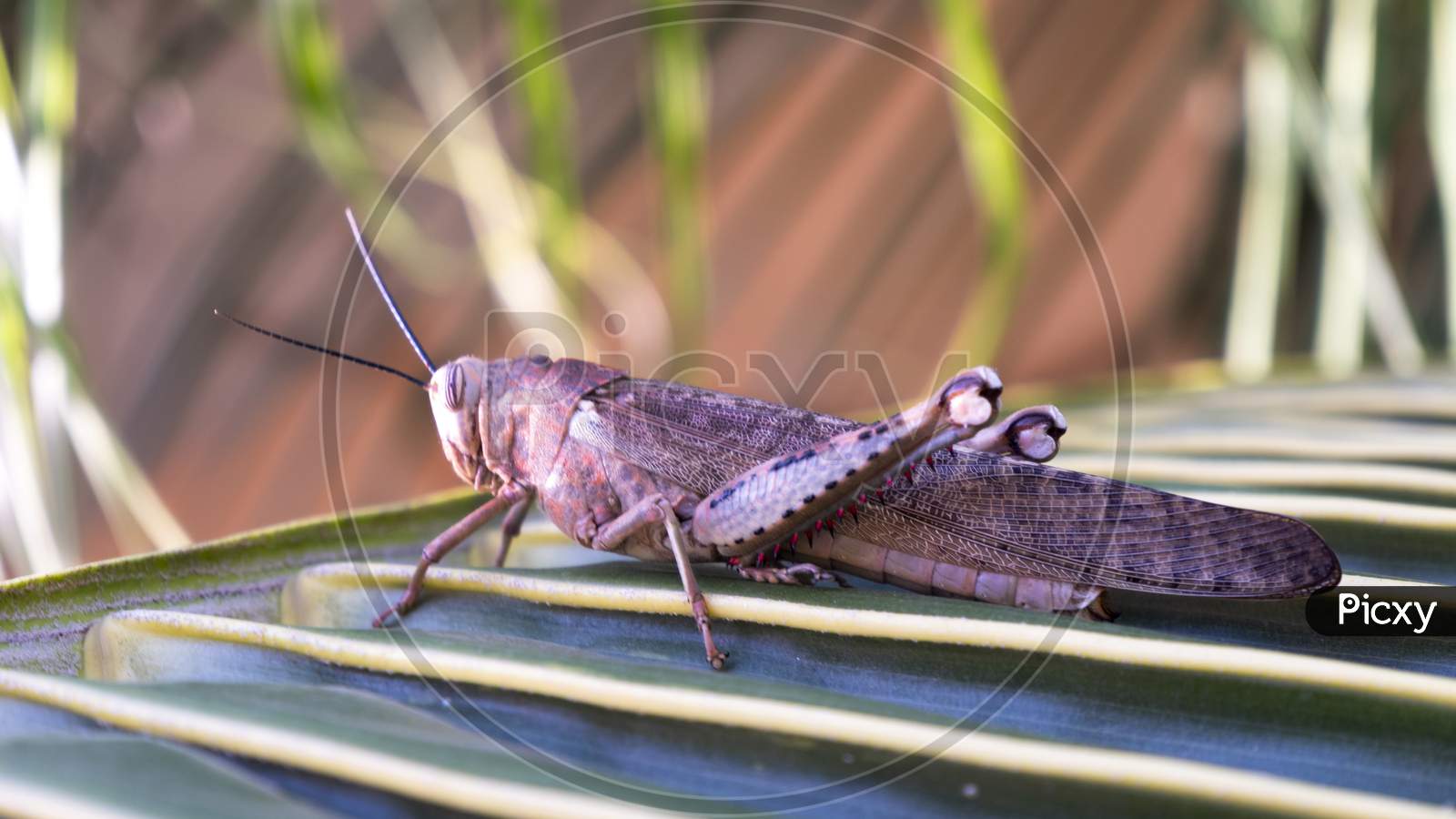 close up view of grasshopper