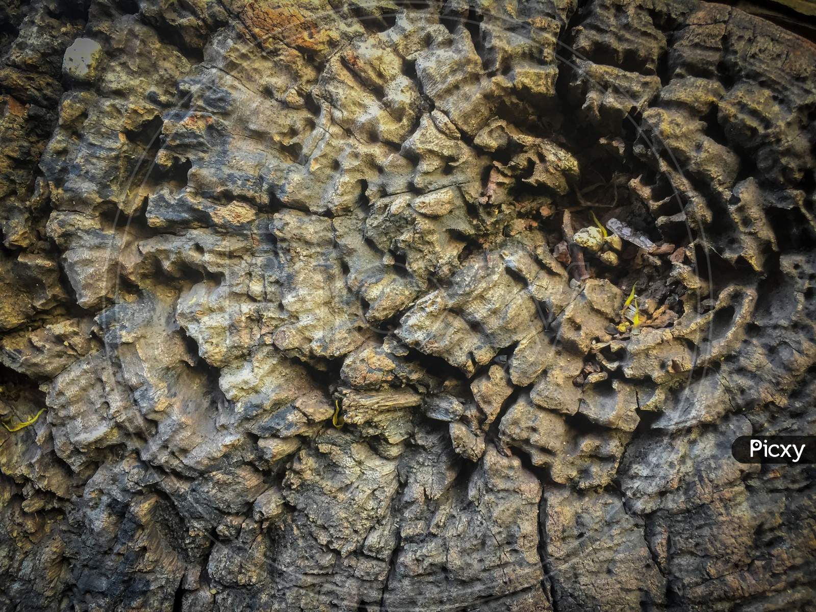 India - May 8, 2020: closeup of a tree wood, its look so creative, tree bark texture