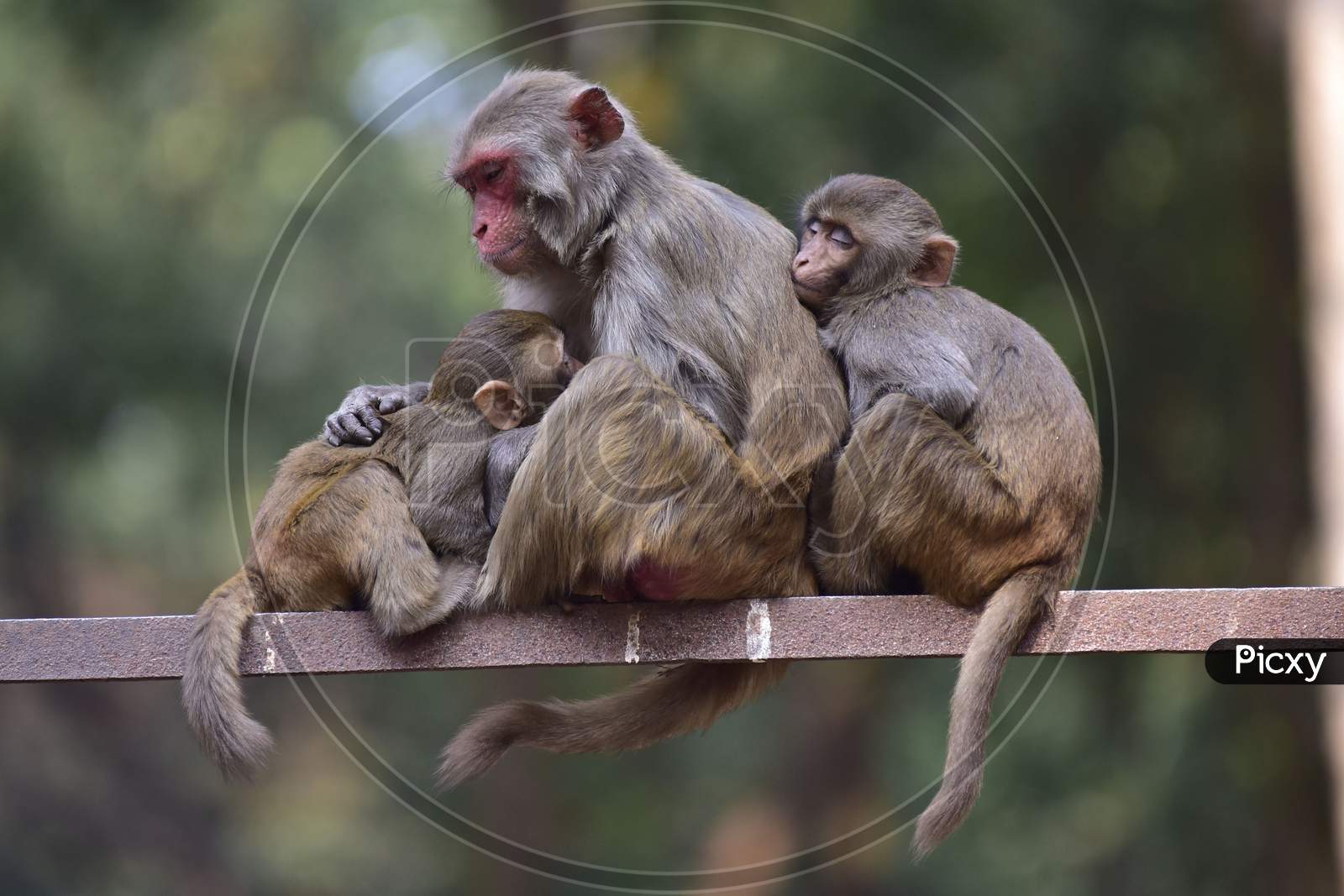 Monkeys  At  Assam State Zoo ,Guwahati