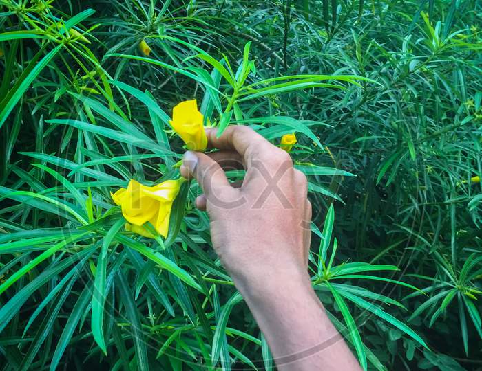 Nainital/India - May 8, 2020: boy break a yellow follower in a nainital forest, with green background, Nainital Tourism