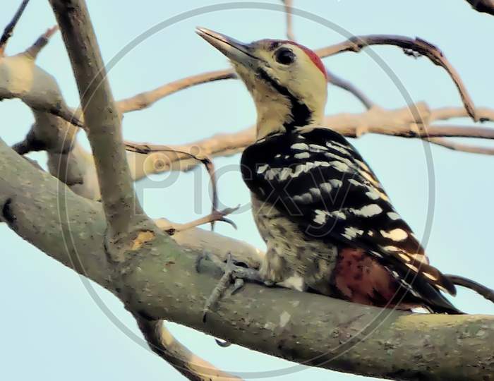 Stripe breasted woodpecker