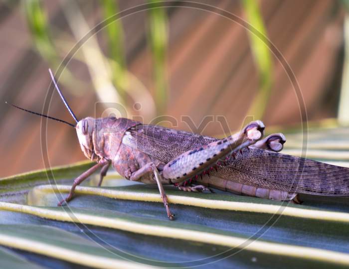 close up view of grasshopper