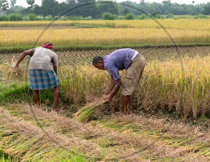 Poor farmers of west bengal harvesting rice in a rice field in India