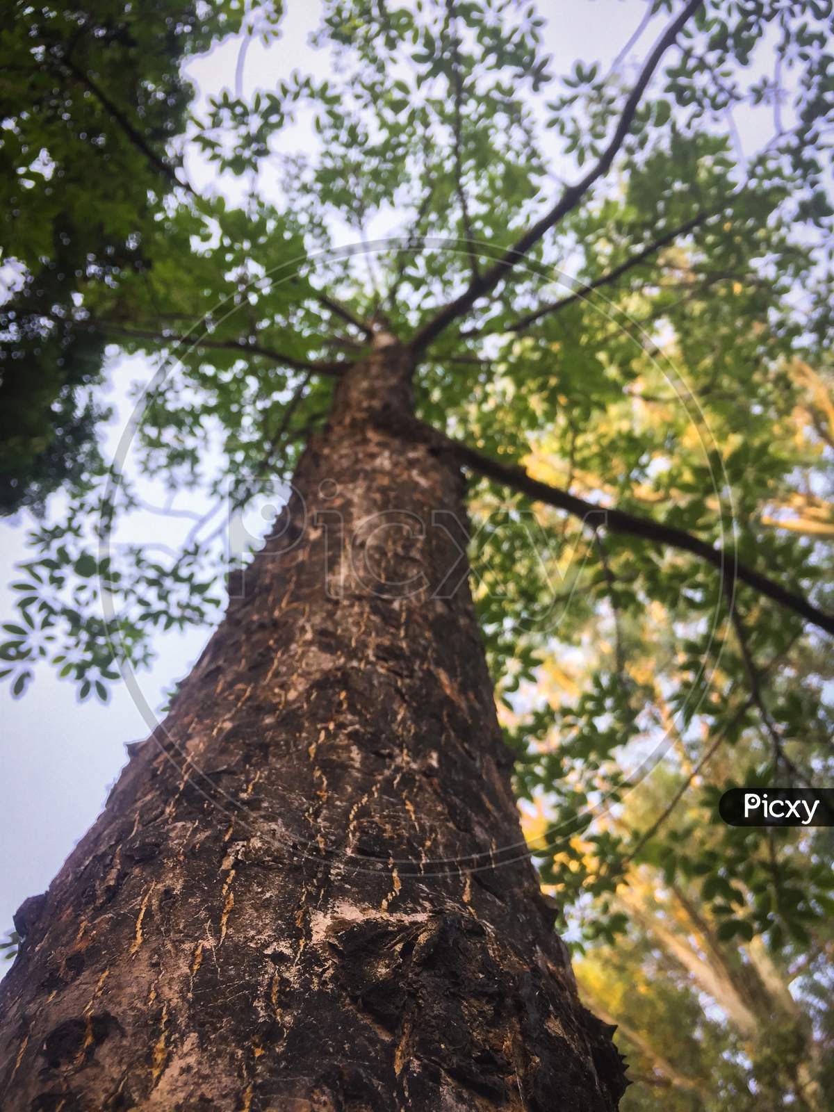 Nainital/India - May 8, 2020: too old tree in the naital forest, with blue sky, Nainital Tourism