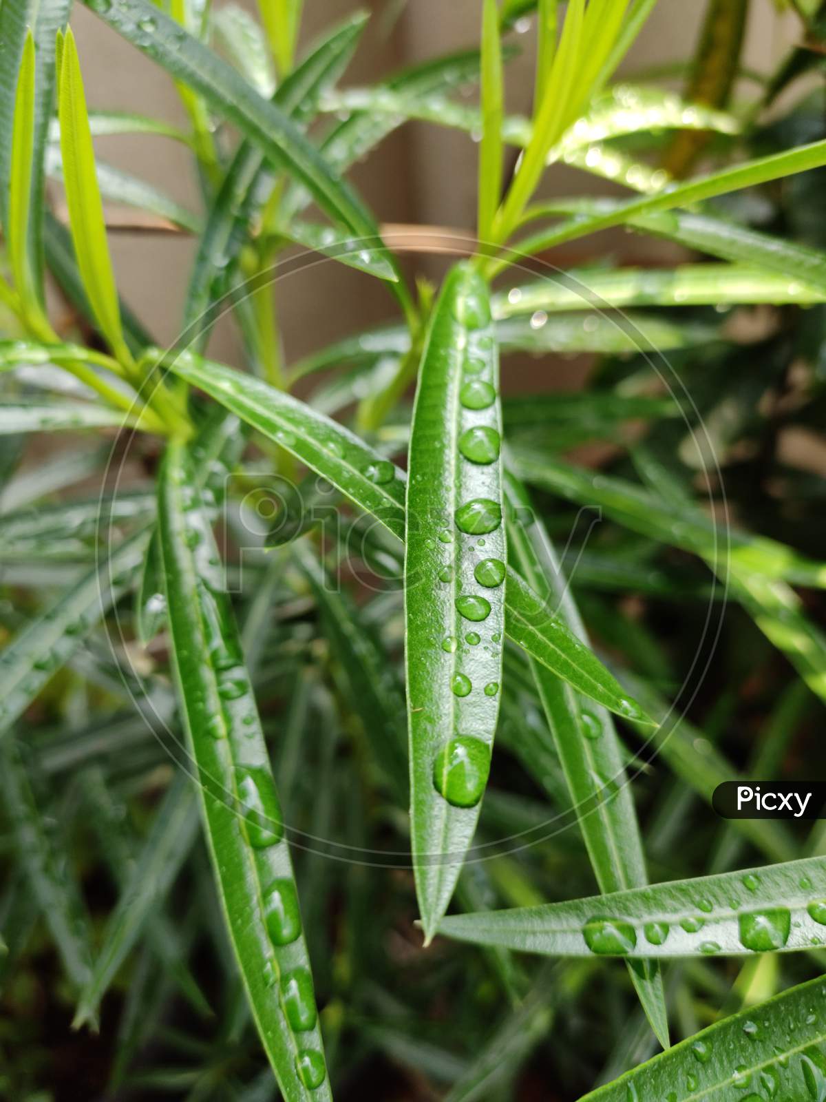 Green Leaves With Multiple Branches And Water Drops Focus At Center With Blurred And Isolated Background