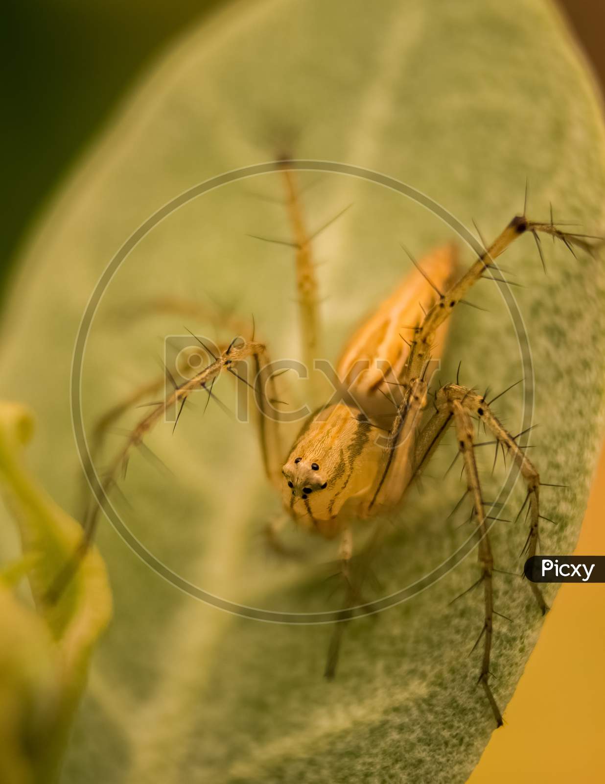 Image Of Jumping Spider (Sitticus Fasciger) On Leaf Extreme Close Up ...