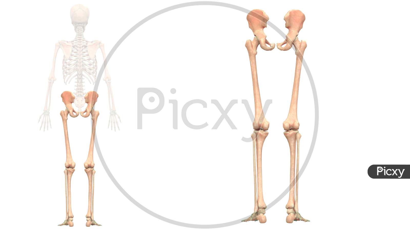 Human Skeleton System Lower Limbs Bone Joints Anatomy Posterior View