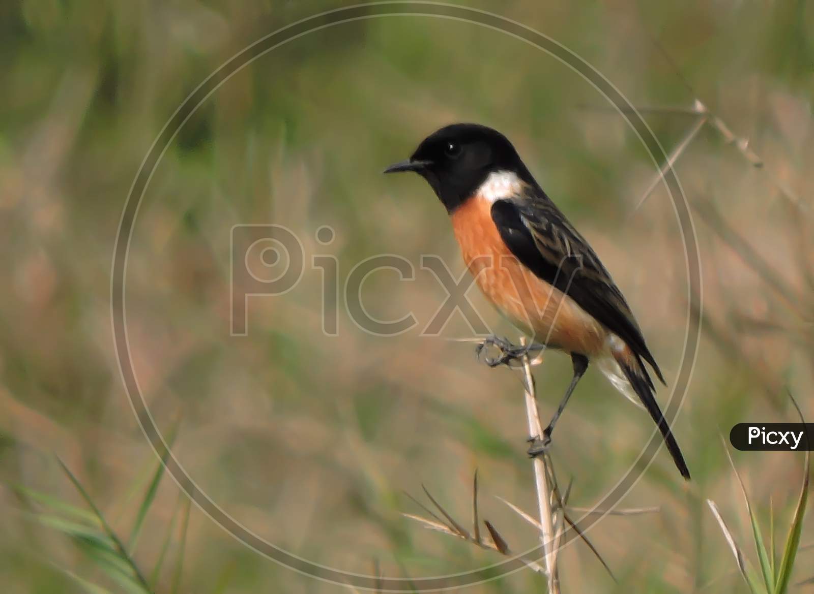 Asian stonechat or Siberian stonechat