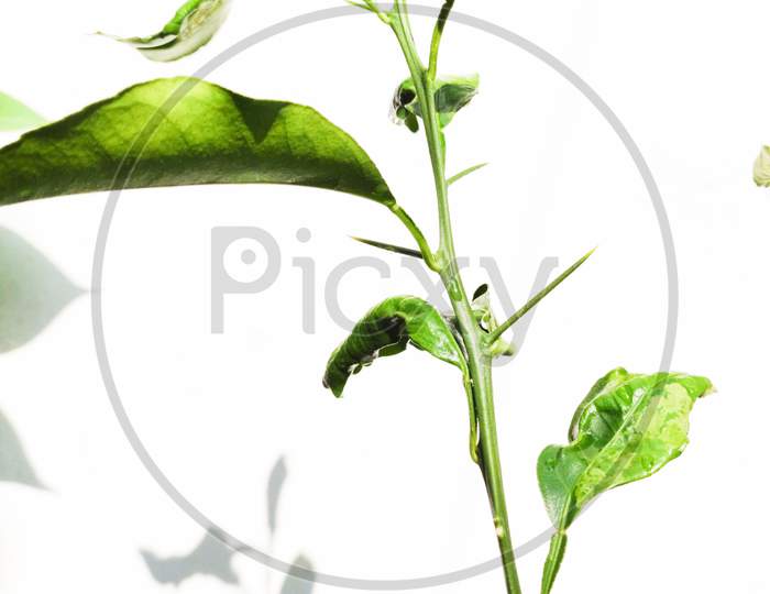 Green Leaves With Multiple Branches And Thorn Focus At Center With Blurred And Isolated White Background