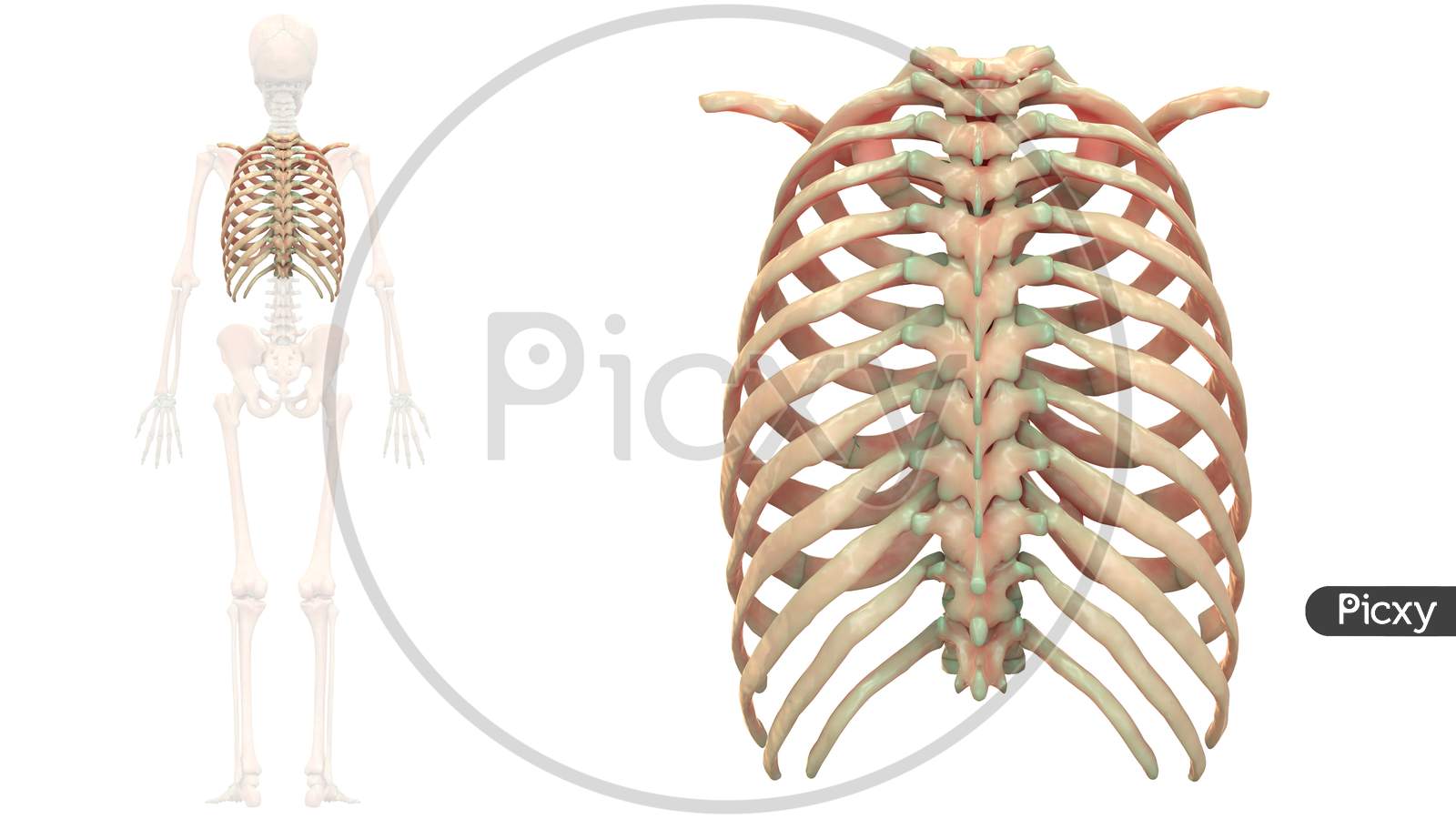 Human Skeleton System Thoracic Skeleton Bone Joints Anatomy Posterior View