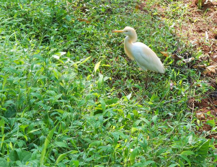 white heron on the fields