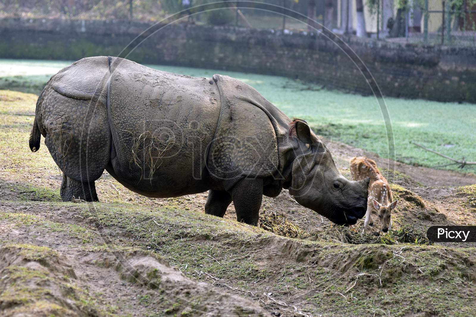 A One Horned  Rhino At  Assam State Zoo ,Guwahati
