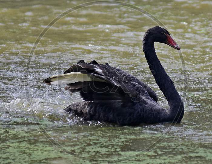 Black Swan  Swims On A Pond At Assam State Zoo ,Guwahati