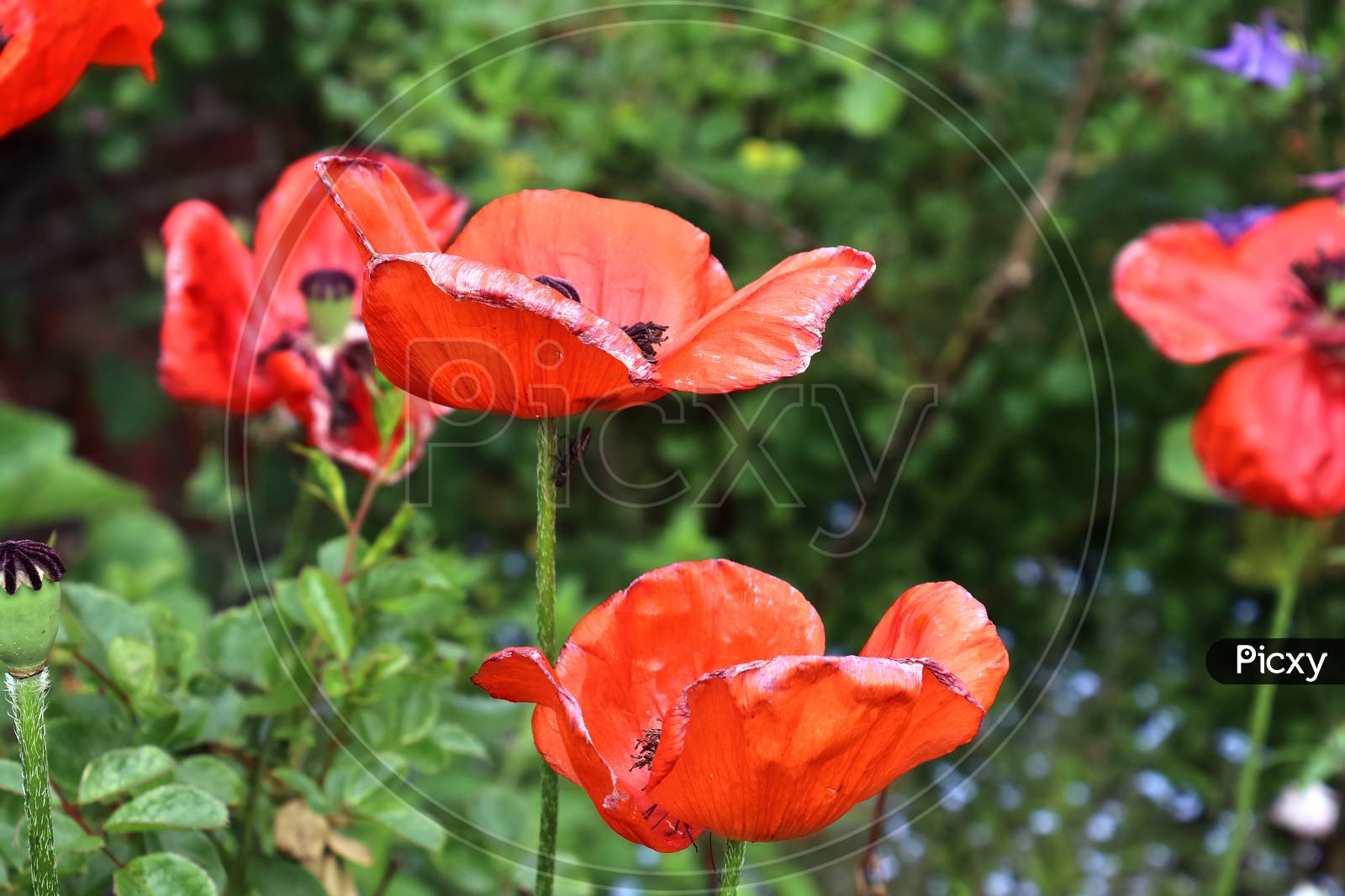 Beautiful red poppy flowers in the sun found in a green garden