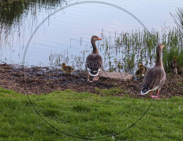 Beautiful goose birds with some small baby birds at a lake