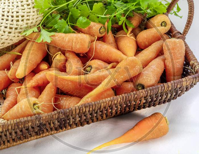 A basket of fresh organic carrots with parsley