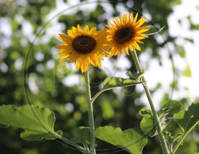 Two beautiful sunflowers